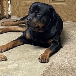Colt - Rottweiler