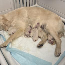 Golden Retriever Puppies from Roberts Golden Retrievers