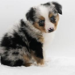 Female 1 - Blue merle female Miniature American Shepherd puppy in Childress, Texas from Taylor Farms
