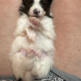 Papillon Puppies from Sapphire Papillons