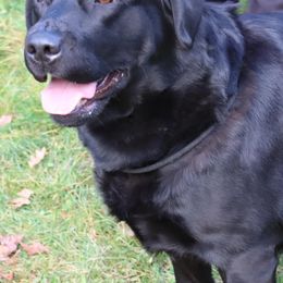 Poppy - Labrador Retriever