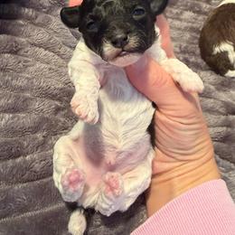 Bleu - Parti male Poodle puppy in Monroe, North Carolina from Toy Poodle Shenanigans