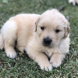 Golden Retrievers from Pendery Golden Retrievers
