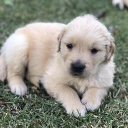 Golden Retrievers from Pendery Golden Retrievers