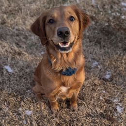 Luna - Golden Retriever