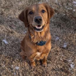 Luna - Golden Retriever