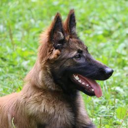 Belgian Tervuren Puppies from EnHommage Belgian Shepherds