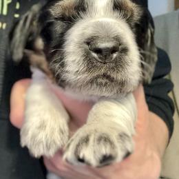 3 - Black white and tan male English Springer Spaniel puppy in Natural Bridge, Virginia from Sara's English Springer Spaniels