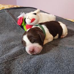 Miss Peace - Liver white and roan female English Springer Spaniel puppy in Kingsport, Tennessee from Leandra's English Springer Spaniels