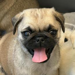 Ruxpin (only boy) - Fawn male Pug puppy in Morgantown, West Virginia from Groovy Pugs