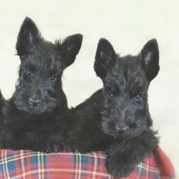 Scottish Terriers from Pam Straus's Scottish Terriers