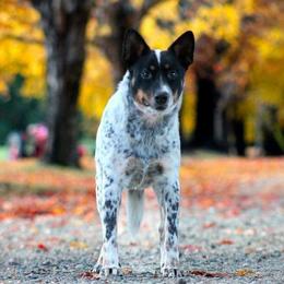 Bling - Australian Cattle Dog