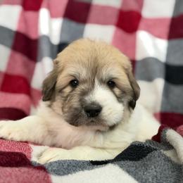 Haze - White and badger male Great Pyrenees puppy in Cedar City, Utah from Forestwood Farms Great Pyrenees