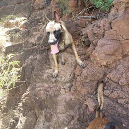 Penga - Belgian Malinois