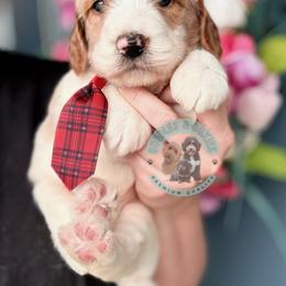 Limerick - Parti male Goldendoodle puppy in Marion, Ohio from Doodles & Doxies