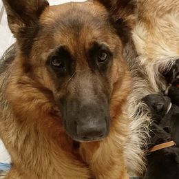 German Shepherds from Dog Behaviorist Denver