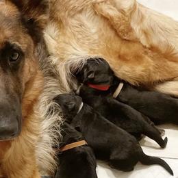 German Shepherds from Dog Behaviorist Denver