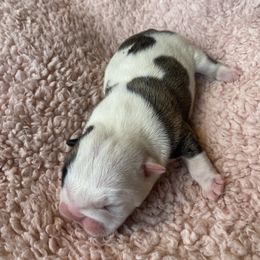 Girl 2 - Bulldog puppy in Myerstown, Pennsylvania from Brooke’s Babies