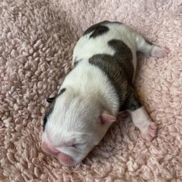 Girl 2 - Bulldog puppy in Myerstown, Pennsylvania from Brooke’s Babies