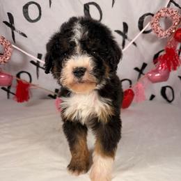 Snickers - Tri-color female Bernedoodle puppy in Luana, Iowa from Country View Bernedoodles and Goldendoodles