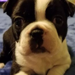 Boston Terriers from Lisa Wolfe's Boston Terriers