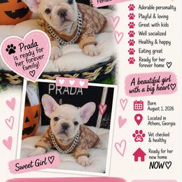 Prada - Cream female French Bulldog puppy in Athens, Georgia from Imperial Frenchies