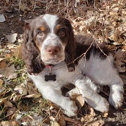 English Springer Spaniel Puppies from Rocky Mountain Springer Spaniels