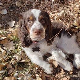 English Springer Spaniel Puppies from Rocky Mountain Springer Spaniels