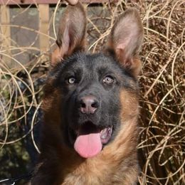 Cuca - German Shepherd