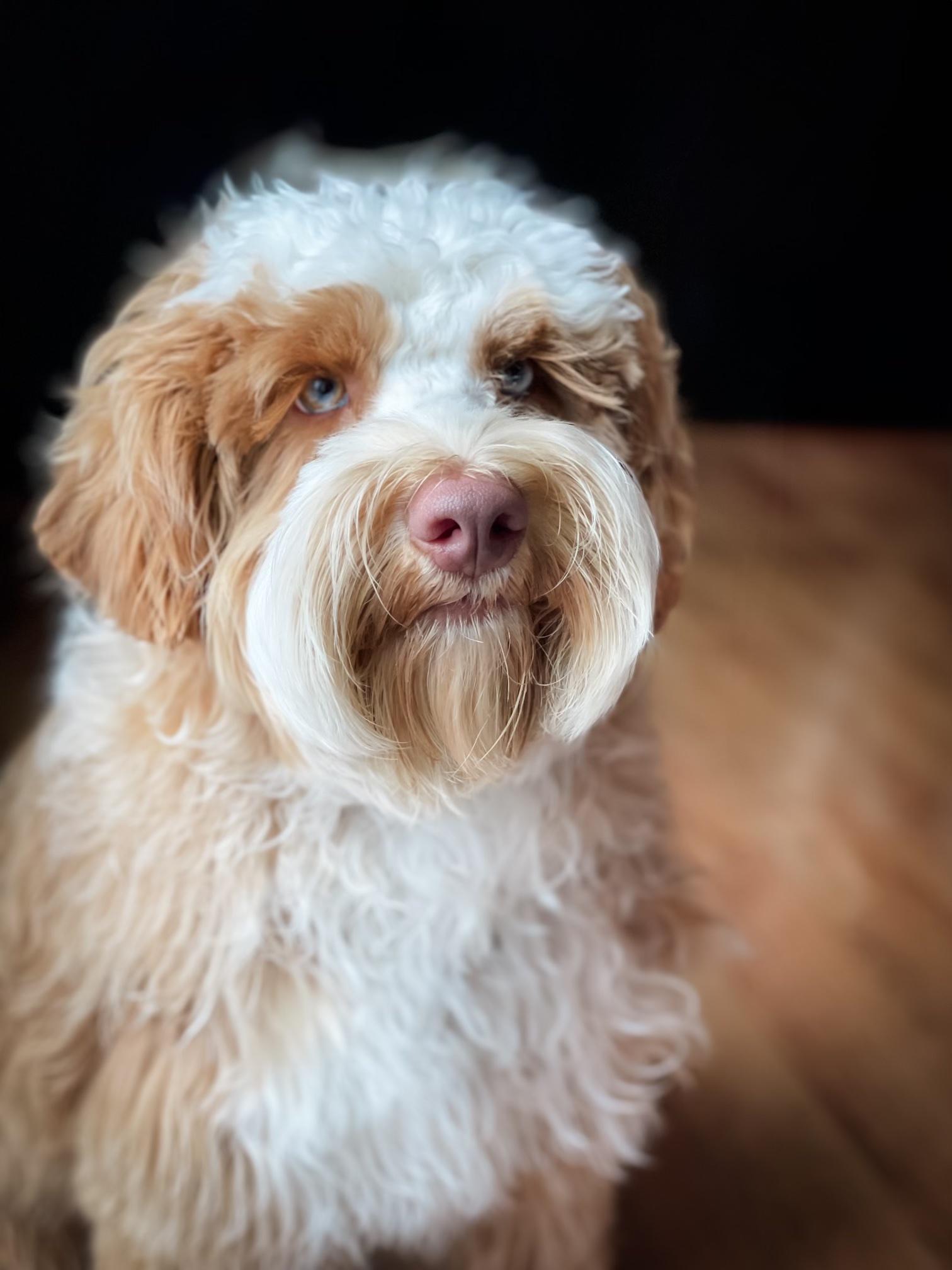 Louie