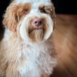 Louie - Australian Labradoodle