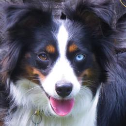 Miniature American Shepherds and Toy Australian Shepherds from Fifth Avenue Australian Shepherds