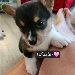 Twizzler - Black and tan female Pembroke Welsh Corgi puppy in Frontenac, Kansas from Holloway Corgis