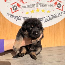 Male Black-tan - Black and tan male German Shepherd puppy in Hollis Center, Maine from Noble German Shepherds of Maine