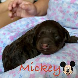 Mickey - Brown and tan male Cockapoo puppy in Richmond, Kentucky from Ham’s Cockapoos