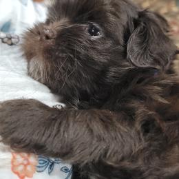 Shichon Puppies from Log Cabin Teddy Bears