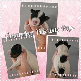 Girl 1 - Parti female Yorkshire Terrier puppy in Wartburg, Tennessee from Amanda's Precious Pups