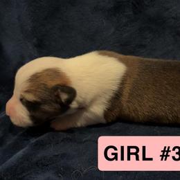 Girl 3 - Sable female Pembroke Welsh Corgi puppy in Vilonia, Arkansas from Kelsie Prieskorn