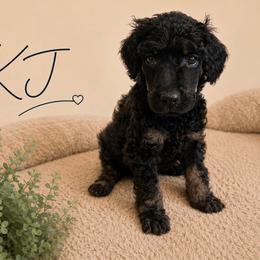 KJ - Phantom female Poodle puppy in Ponce De Leon, Florida from Above the Standard Dogs