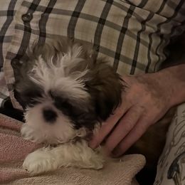 Shih Tzu Puppies from Seaside Shih Tzu