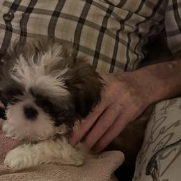 Shih Tzu Puppies from Seaside Shih Tzu