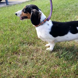 Cheesecake - Dachshund