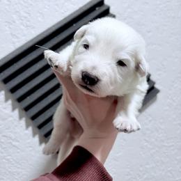 Berger Blanc Suisse Puppies from Moonlight Berger Blanc Suisses
