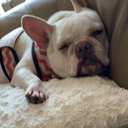 French Bulldogs from K.O. Frenchies