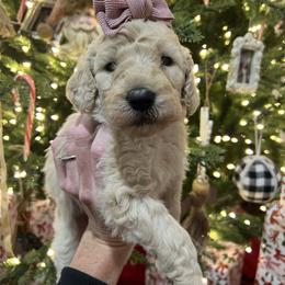 Laramie - Cream female Poodle puppy in Leonard, Texas from Laird Farms