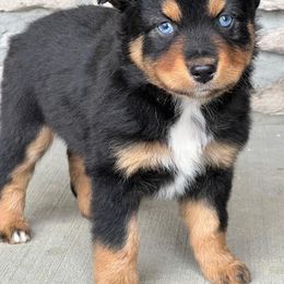 Miniature Australian Shepherd Puppies from Copper Creek Aussies
