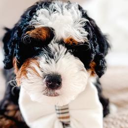 Bernedoodles from Jordan Family Doodles