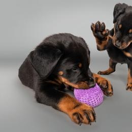 Beauceron Puppies from SilverStruck Kennels