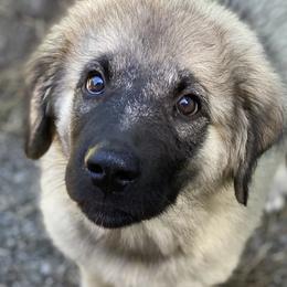 Anatolian Shepherd Dog and Australian Shepherd Puppies from Echolight Australian Shepherds