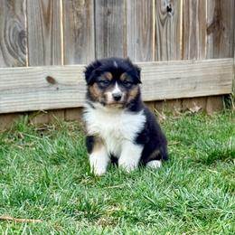 Mustard (lt blue collar) - Black tri-color male Australian Shepherd puppy in Ashland, Ohio from SS Australian Shepherds
